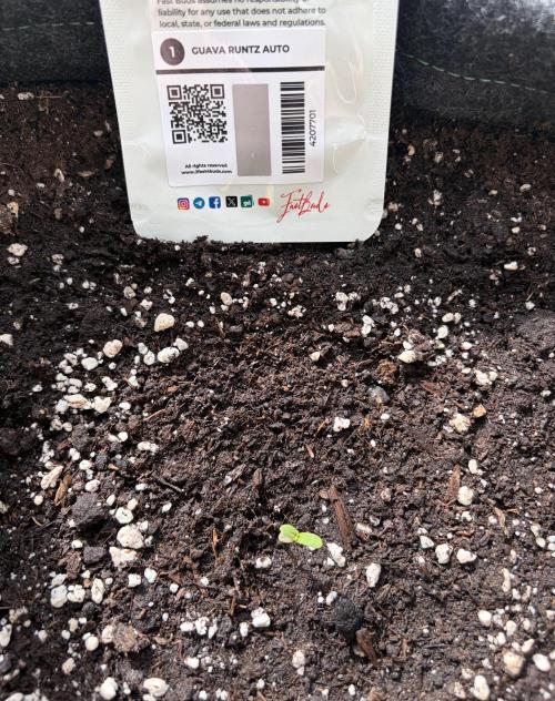 Guava Runtz Auto - Outdoor Diary 2026. Week 0