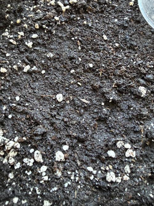 Banana Guava - Outdoor Diary 2026. Week 0