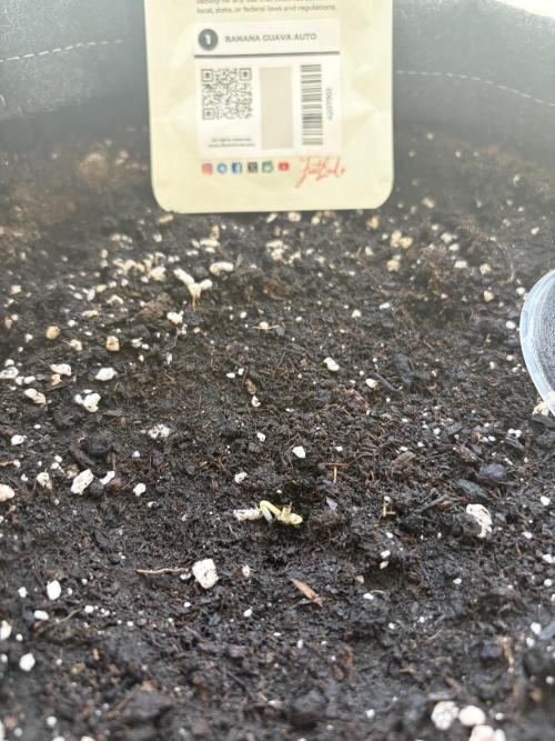 Banana Guava - Outdoor Diary 2026. Week 0