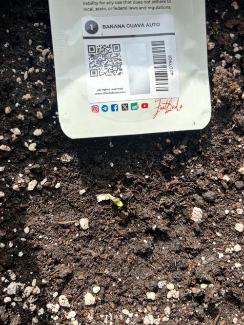 Banana Guava - Outdoor Diary 2026. Week 0