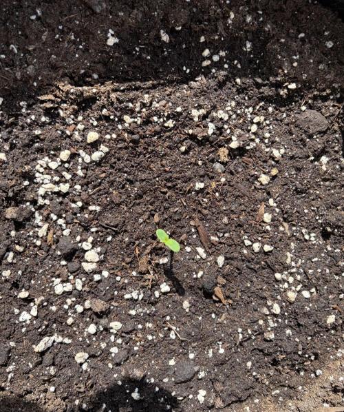 Banana Guava - Outdoor Diary 2026. Week 0