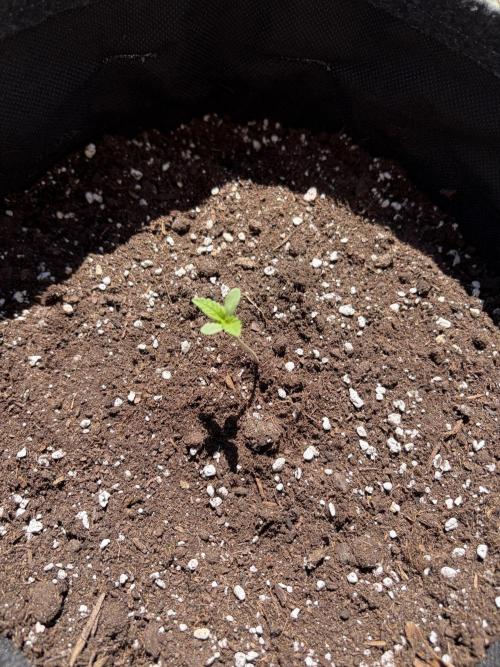 Guava Sundae Auto - Outdoor Diary 2026. Week 1