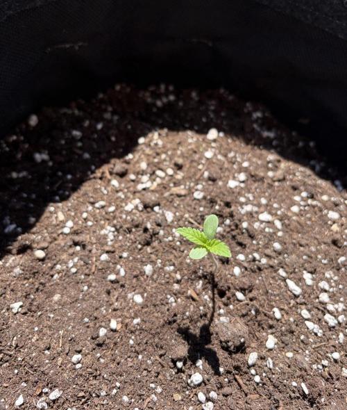 Guava Sundae Auto - Outdoor Diary 2026. Week 1