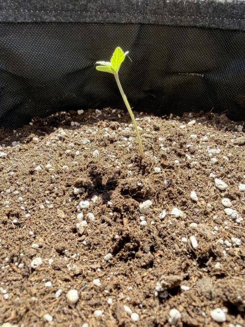 Guava Sundae Auto - Outdoor Diary 2026. Week 1