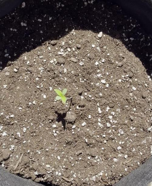 Guava Sundae Auto - Outdoor Diary 2026