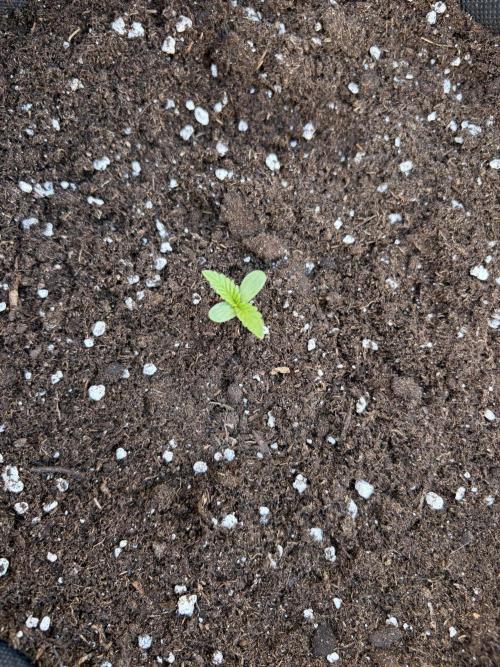 Guava Sundae Auto - Outdoor Diary 2026. Week 1