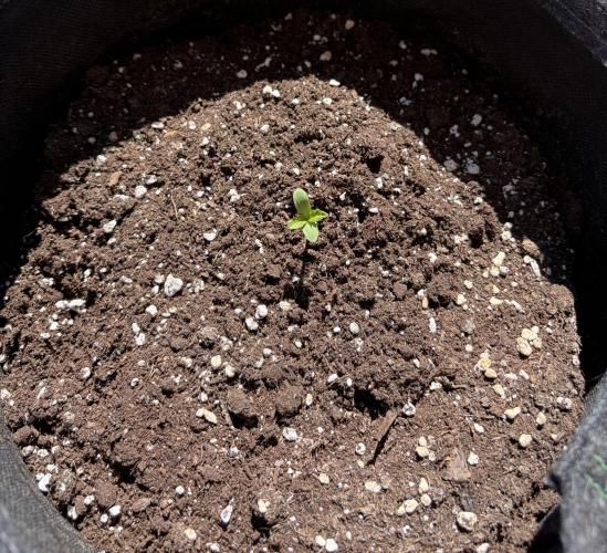 Guava Runtz Auto - Outdoor Diary 2026. Week 1