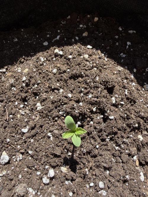 Guava Runtz Auto - Outdoor Diary 2026. Week 1