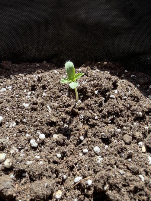 Guava Runtz Auto - Outdoor Diary 2026. Week 1