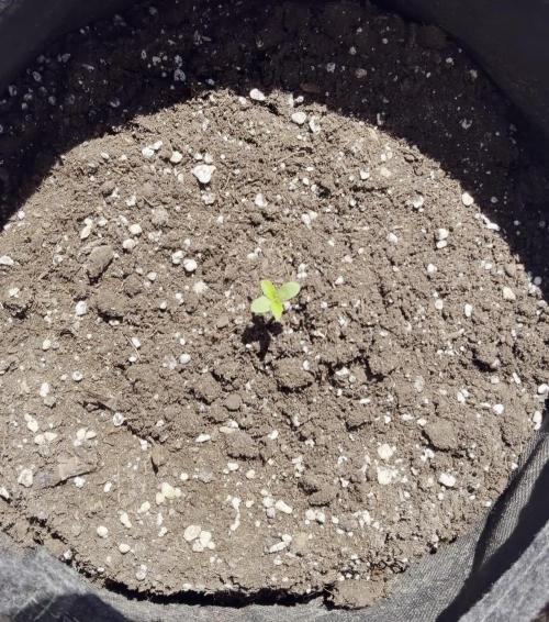 Guava Runtz Auto - Outdoor Diary 2026