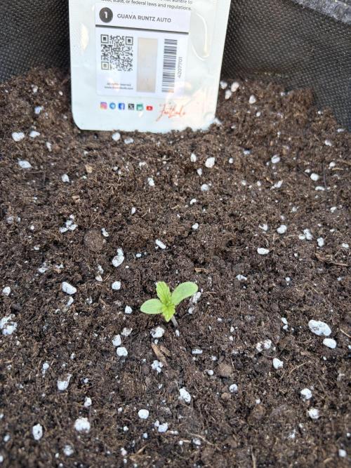 Guava Runtz Auto. Week 1