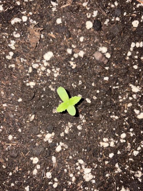 Guava Runtz Auto - Outdoor Diary 2026. Week 1