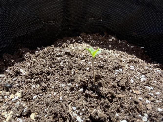 Banana Guava - Outdoor Diary 2026. Week 1