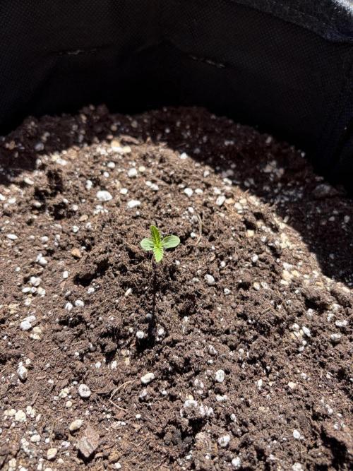 Banana Guava - Outdoor Diary 2026. Week 1