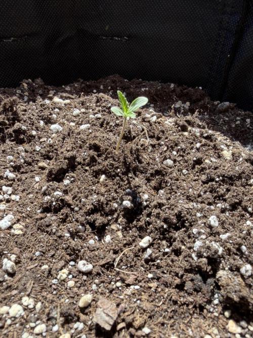 Banana Guava - Outdoor Diary 2026. Week 1