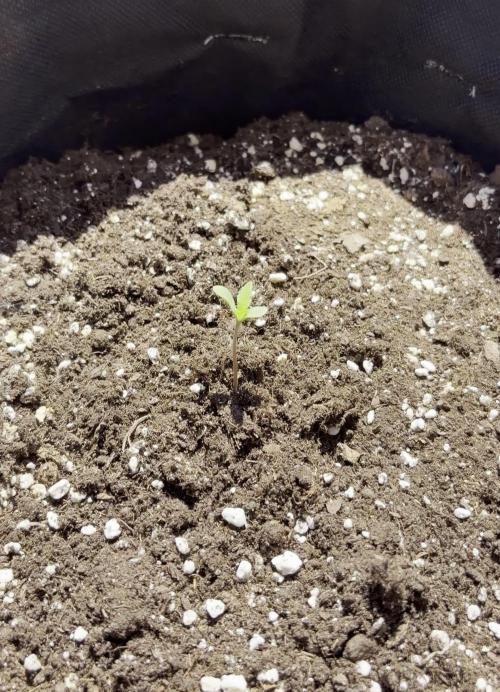 Banana Guava - Outdoor Diary 2026