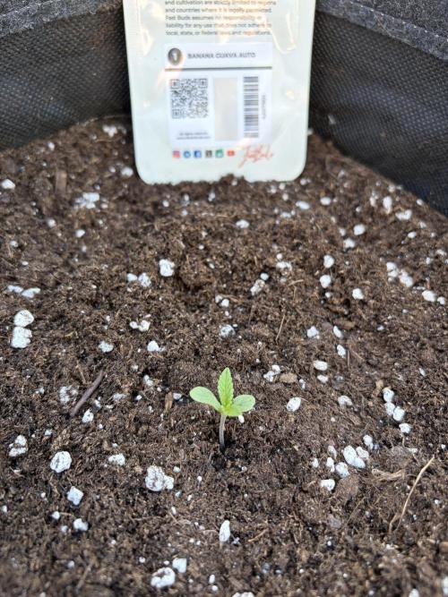 Banana Guava - Outdoor Diary 2026. Week 1