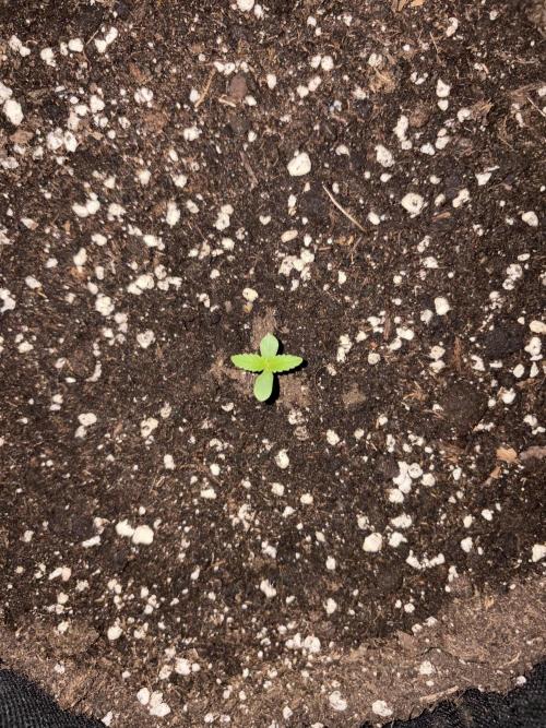 Banana Guava - Outdoor Diary 2026. Week 1