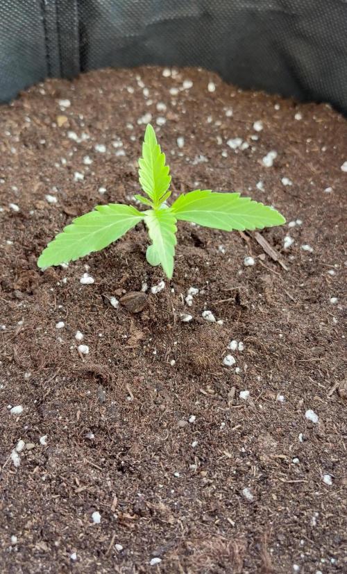 Banana Guava - Outdoor Diary 2026