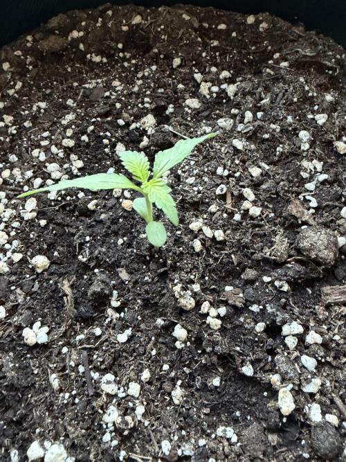 Banana Guava - Outdoor Diary 2026. Week 2