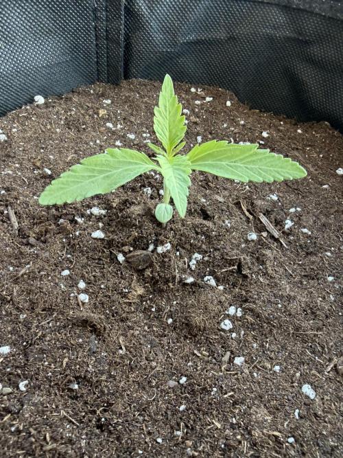 Banana Guava - Outdoor Diary 2026. Week 2