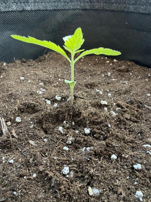 Banana Guava - Outdoor Diary 2026. Week 2