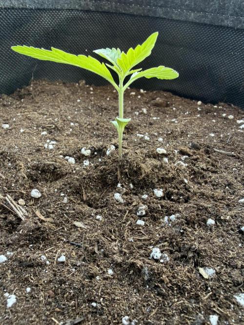 Banana Guava - Outdoor Diary 2026. Week 2