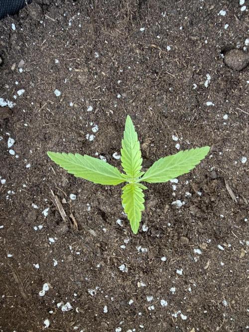 Banana Guava Auto. Week 2