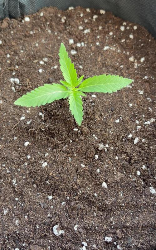 Guava Sundae Auto - Outdoor Diary 2026