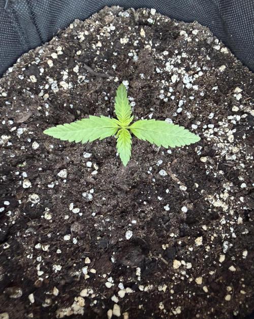 Guava Sundae Auto - Outdoor Diary 2026. Week 2