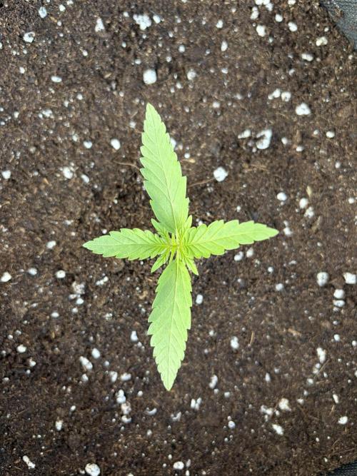 Guava Sundae Auto - Outdoor Diary 2026. Week 2