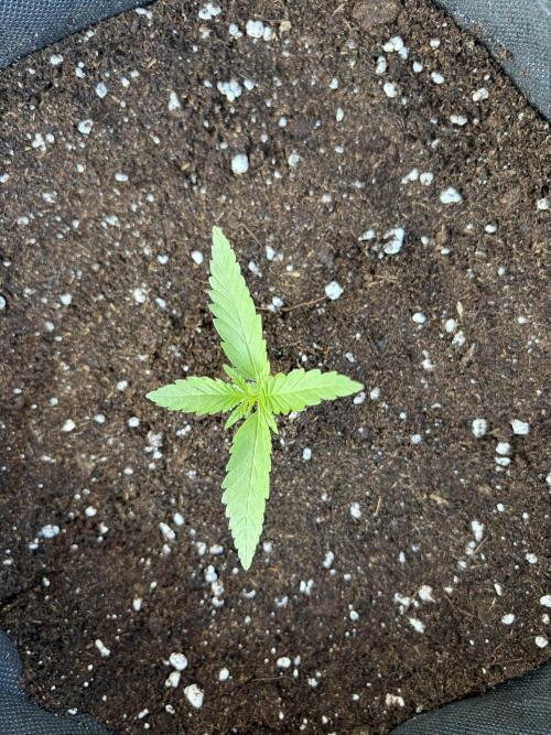 Guava Sundae Auto - Outdoor Diary 2026. Week 2