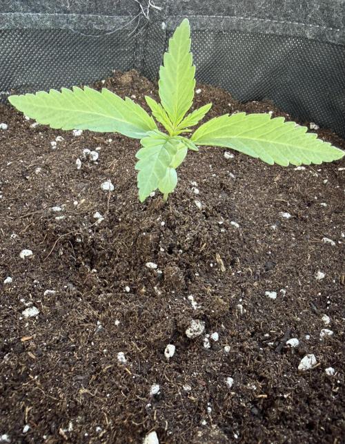 Guava Sundae Auto - Outdoor Diary 2026. Week 2