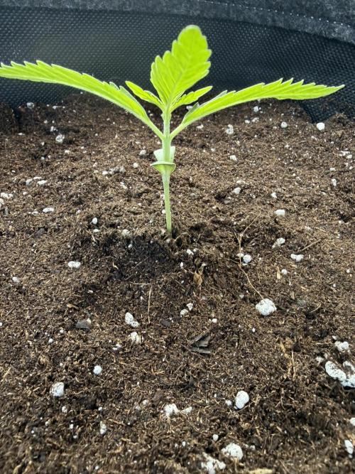 Guava Sundae Auto - Outdoor Diary 2026. Week 2
