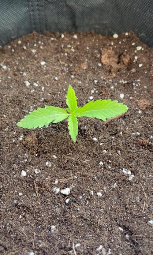 Guava Runtz Auto - Outdoor Diary 2026