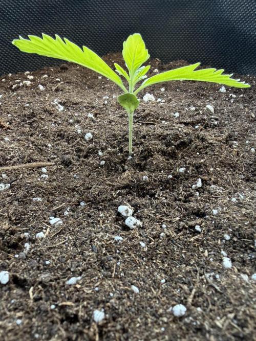 Guava Runtz Auto - Outdoor Diary 2026. Week 2