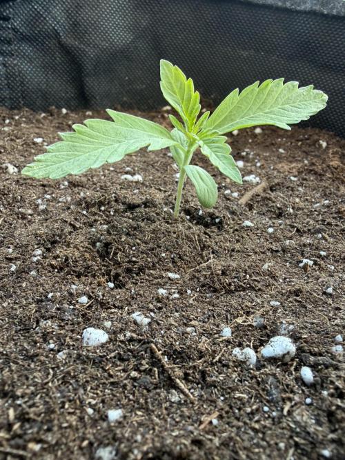 Guava Runtz Auto - Outdoor Diary 2026. Week 2