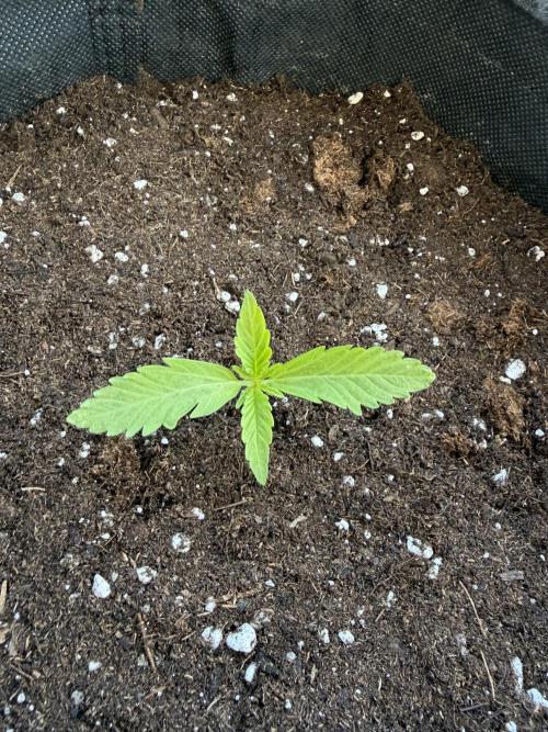 Guava Runtz Auto - Outdoor Diary 2026. Week 2