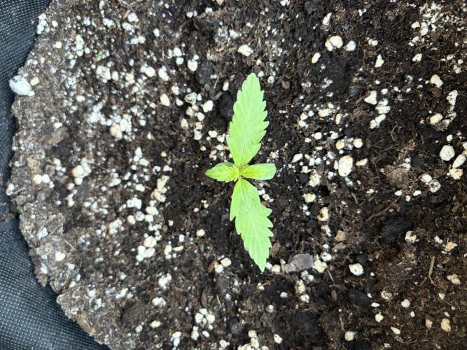 Guava Runtz Auto - Outdoor Diary 2026. Week 2