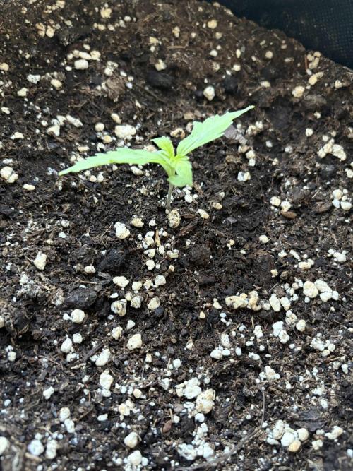 Guava Runtz Auto - Outdoor Diary 2026. Week 2