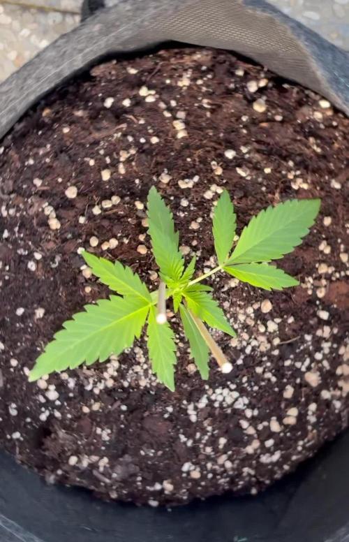 Guava Runtz Auto - Outdoor Diary 2026
