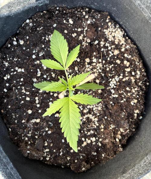 Guava Runtz Auto - Outdoor Diary 2026. Week 3