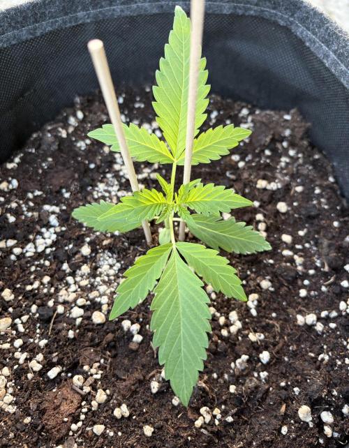 Guava Runtz Auto - Outdoor Diary 2026. Week 3