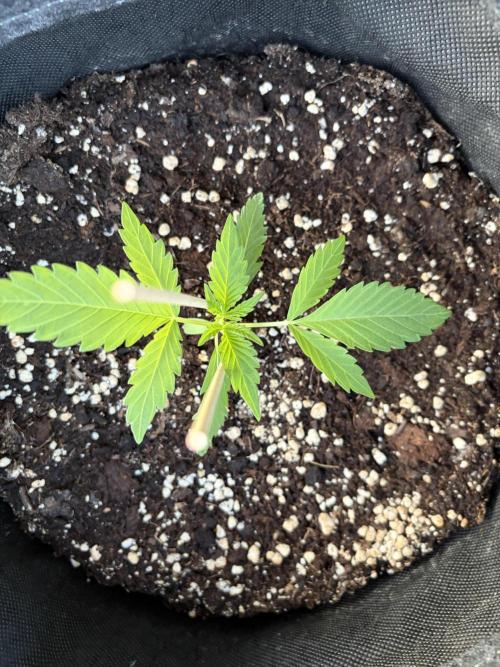 Guava Runtz Auto - Outdoor Diary 2026. Week 3