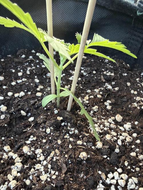 Guava Runtz Auto - Outdoor Diary 2026. Week 3
