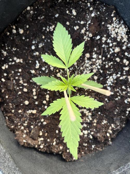 Guava Runtz Auto - Outdoor Diary 2026. Week 3