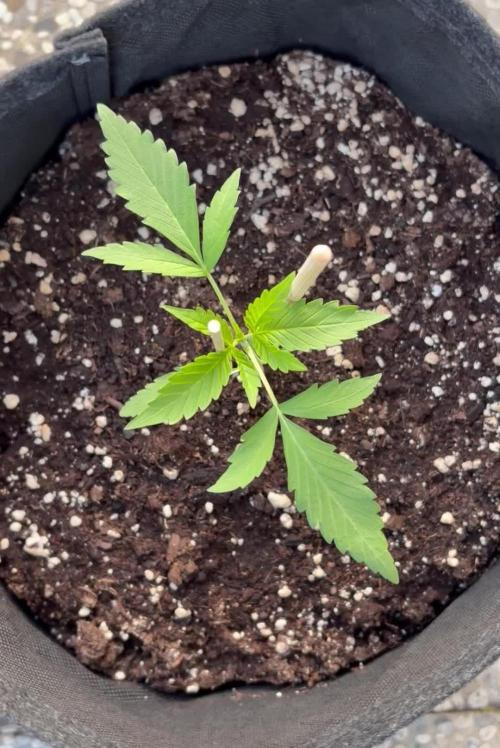 Banana Guava - Outdoor Diary 2026