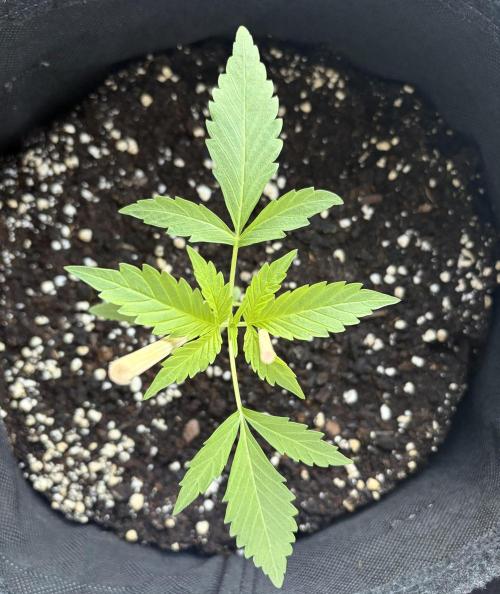 Banana Guava - Outdoor Diary 2026. Week 3