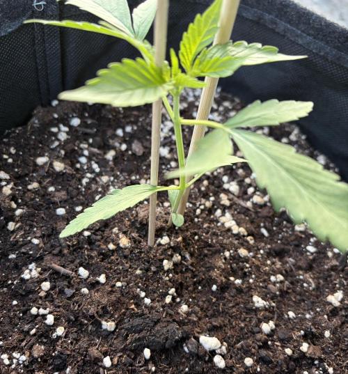 Banana Guava - Outdoor Diary 2026. Week 3