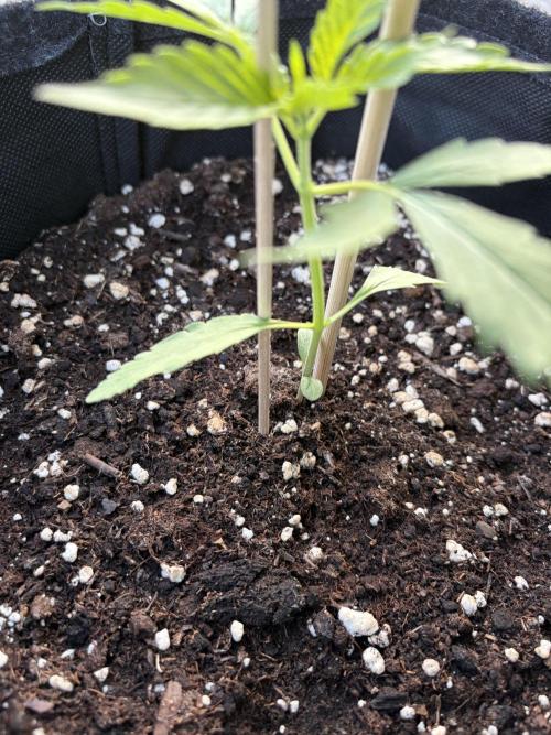 Banana Guava - Outdoor Diary 2026. Week 3